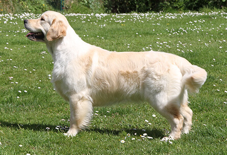 Golden Retriever Costa Artabra. Dance