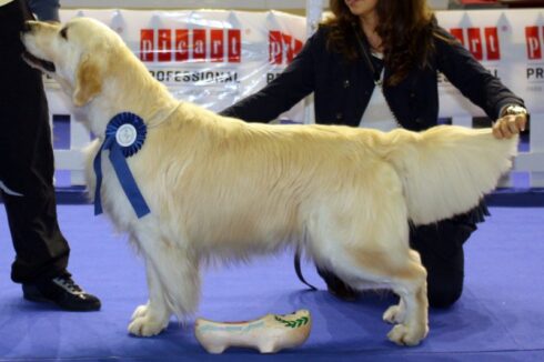 Bel en Oviedo. Hércules da Orixeira