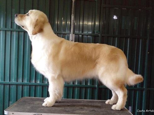 The dance of dragons de bosque del trasgu