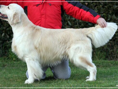 Bel con cuatro años. Hércules da Orixeira