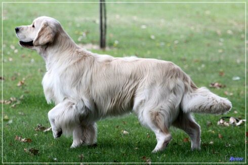 Bel en Sétubal. Hércules da Orixeira