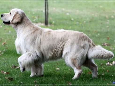 Bel en Sétubal. Hércules da Orixeira