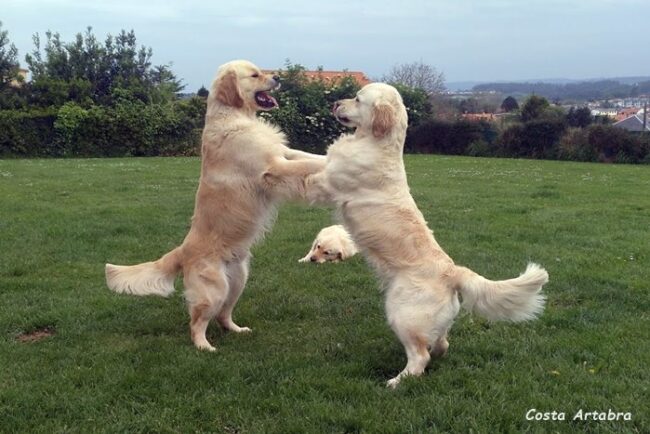 leomoon Leo y Moon con 22 meses