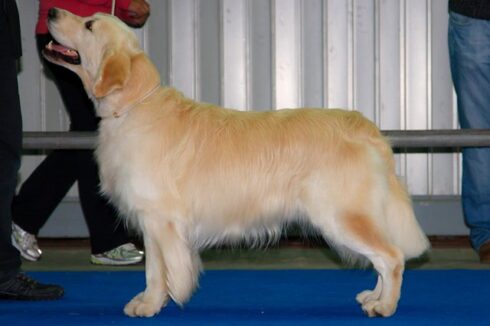 Bel en León. Hércules da Orixeira