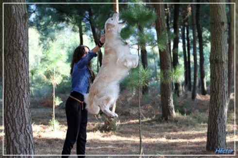 Bel saltando. Hércules da Orixeira