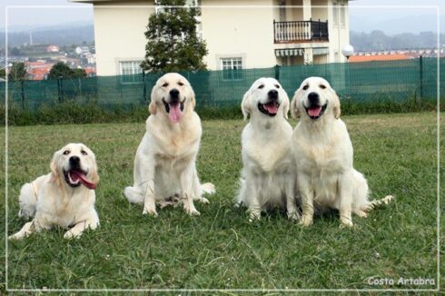 Visitas golden retriever