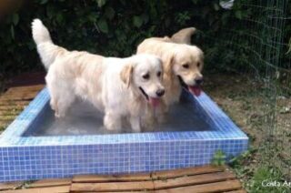 Leo y moon en la piscina