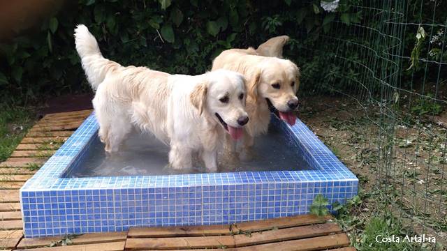 Leo y moon en la piscina