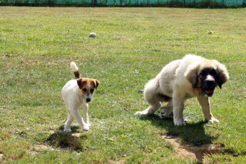 zoe y goya