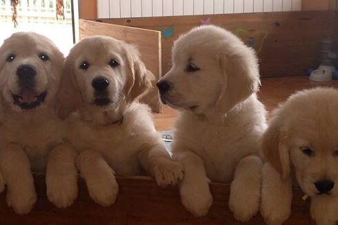 Camadas de Golden Retriever