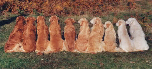 color de pelo golden retriever