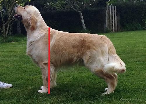 golden retriever altura a la cruz