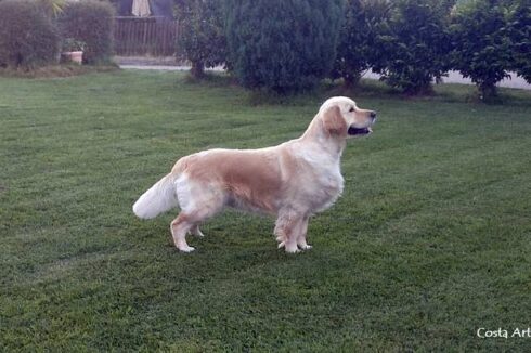 The dance of dragons de bosque del trasgu 4 años