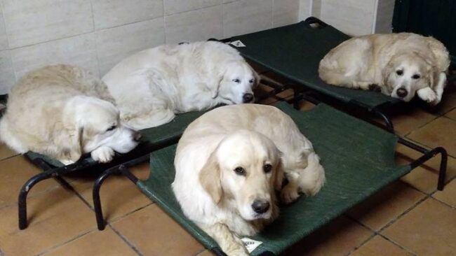 camas para golden retriever