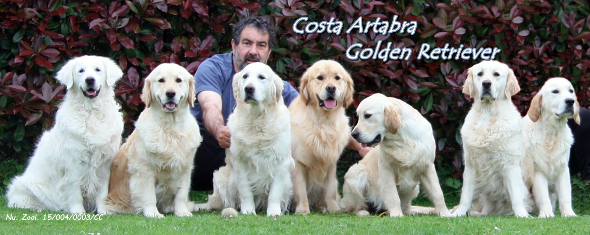 Criadores de Golden Retriever en | COSTA ARTABRA