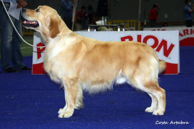 Leo RCACIB IDS Lugo 2021