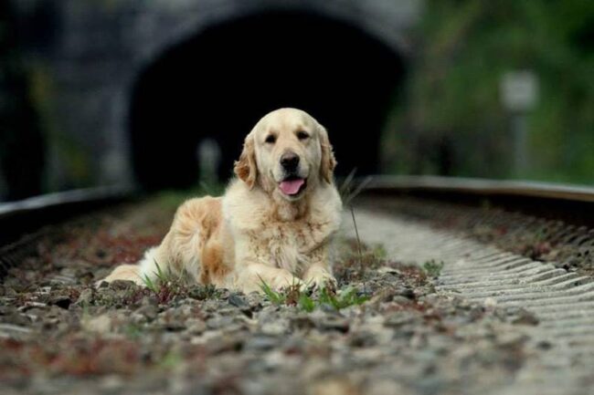 Descansa en paz kira