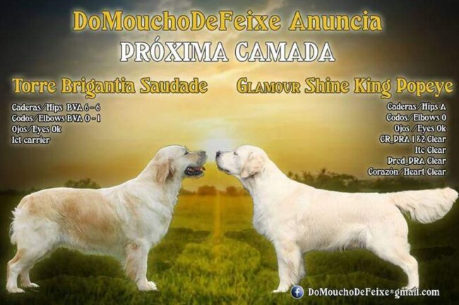 cartel koura