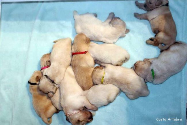 11cachorros