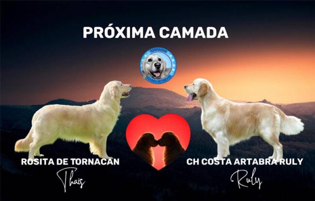 cartelweb